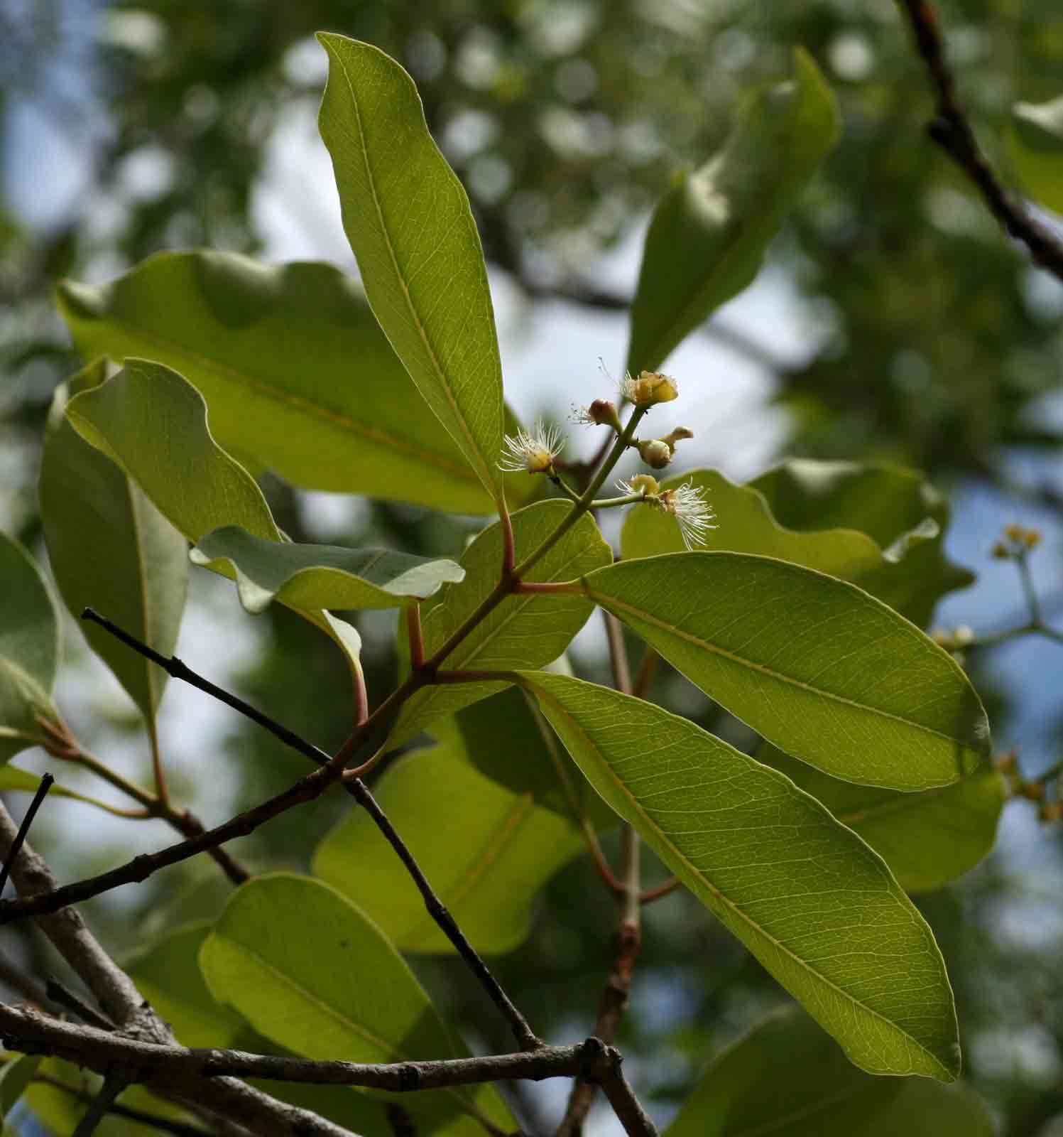 Image of Water Pear