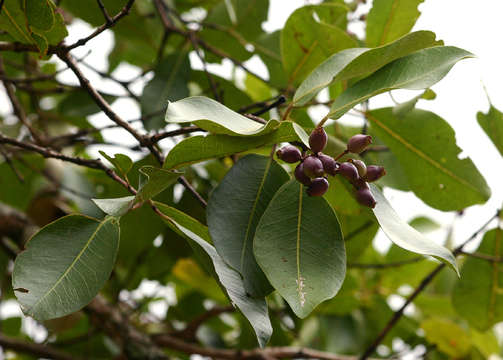 Syzygium guineense (Willd.) DC. resmi