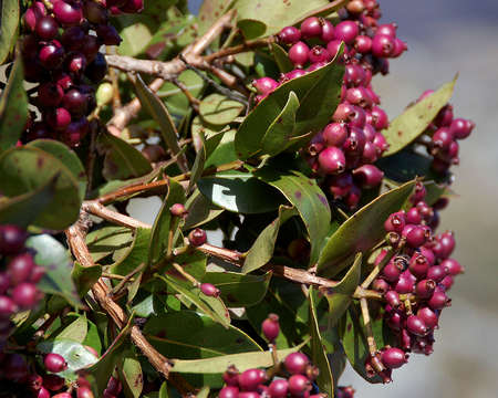 Syzygium guineense (Willd.) DC.的圖片