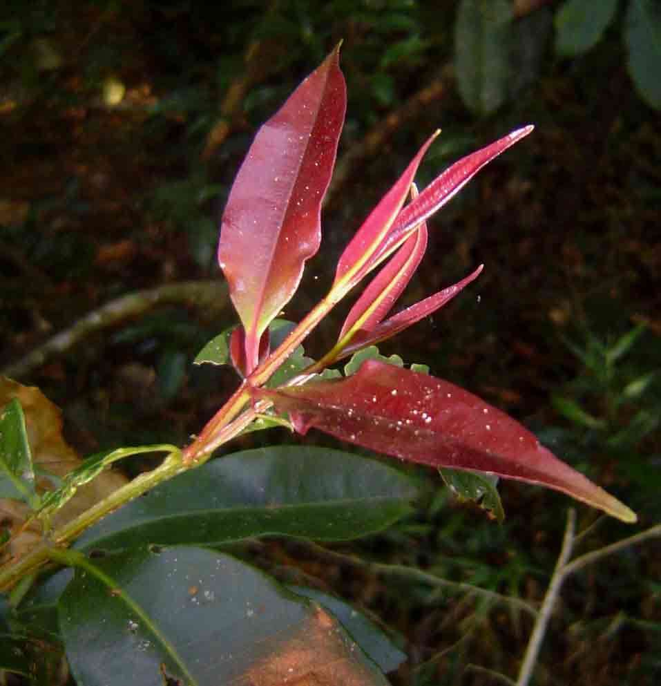 Image of Forest waterberry