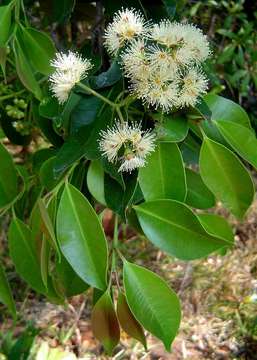 Image of Forest waterberry