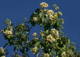 Image of Bicoloured waterberry