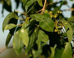 Image of Bicoloured waterberry