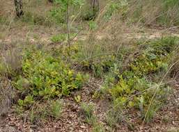 Image of Dwarf waterberry