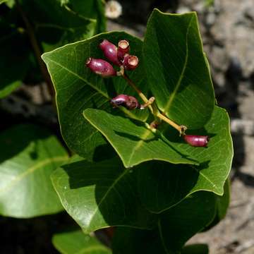 Image of Dwarf waterberry