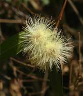 Image of Bush Cherries