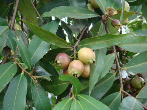 Syzygium resmi