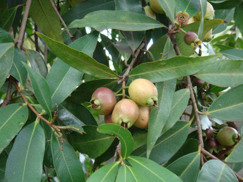 Image of Bush Cherries