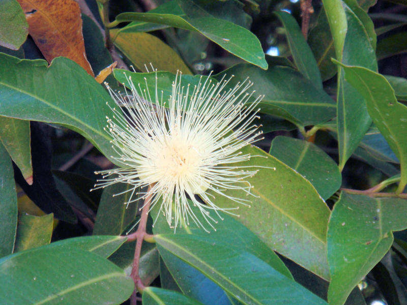 Image of Bush Cherries