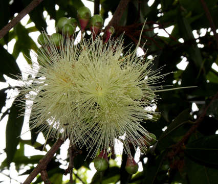 Image of Bush Cherries