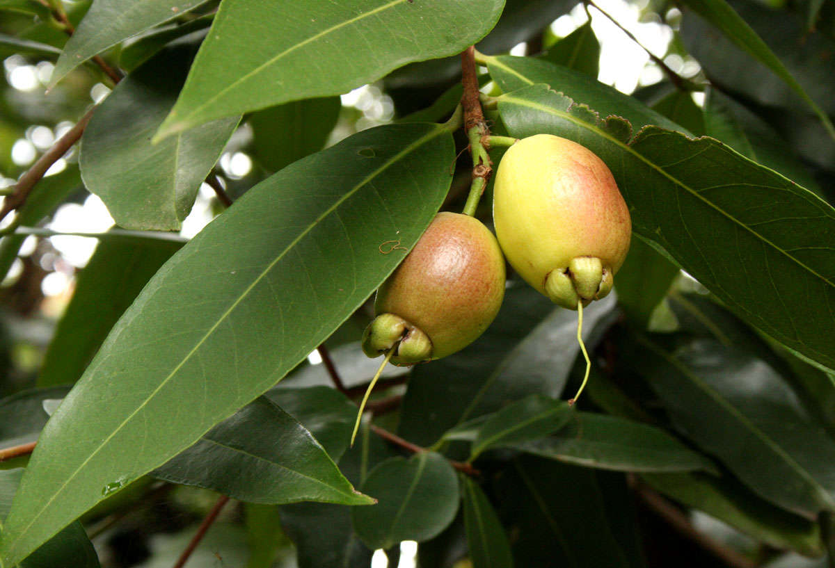 Image of Bush Cherries
