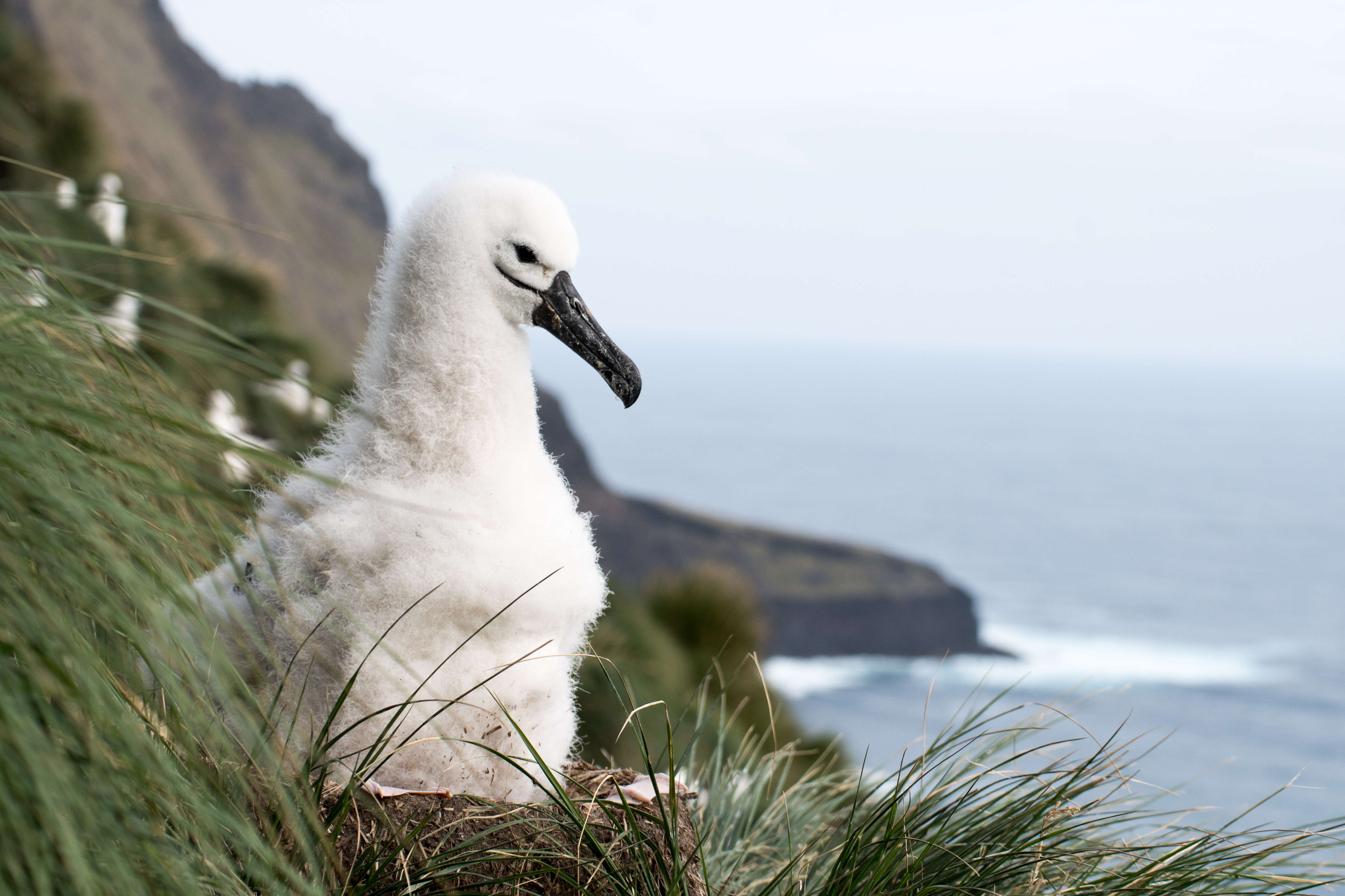 Image de Albatros de Carter