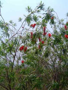 Image of bottlebrush