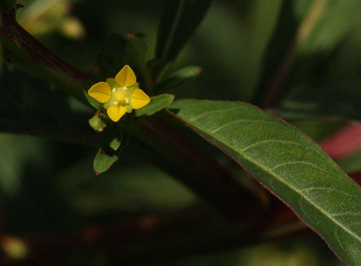 Слика од Ludwigia