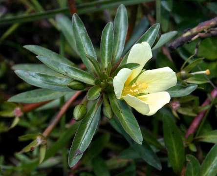 Слика од Ludwigia adscendens (L.) Hara