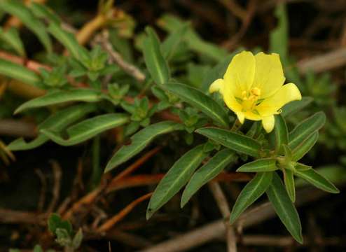 Слика од Ludwigia adscendens (L.) Hara