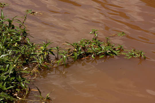 صورة Ludwigia adscendens (L.) Hara