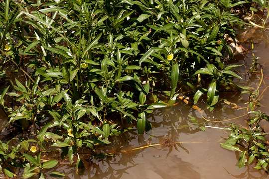 Image of Ludwigia adscendens (L.) Hara