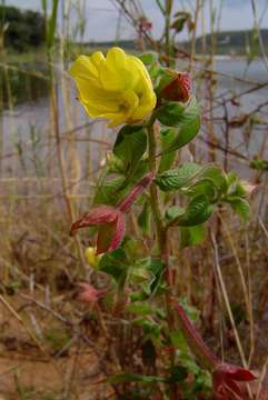 Image of primrose-willow