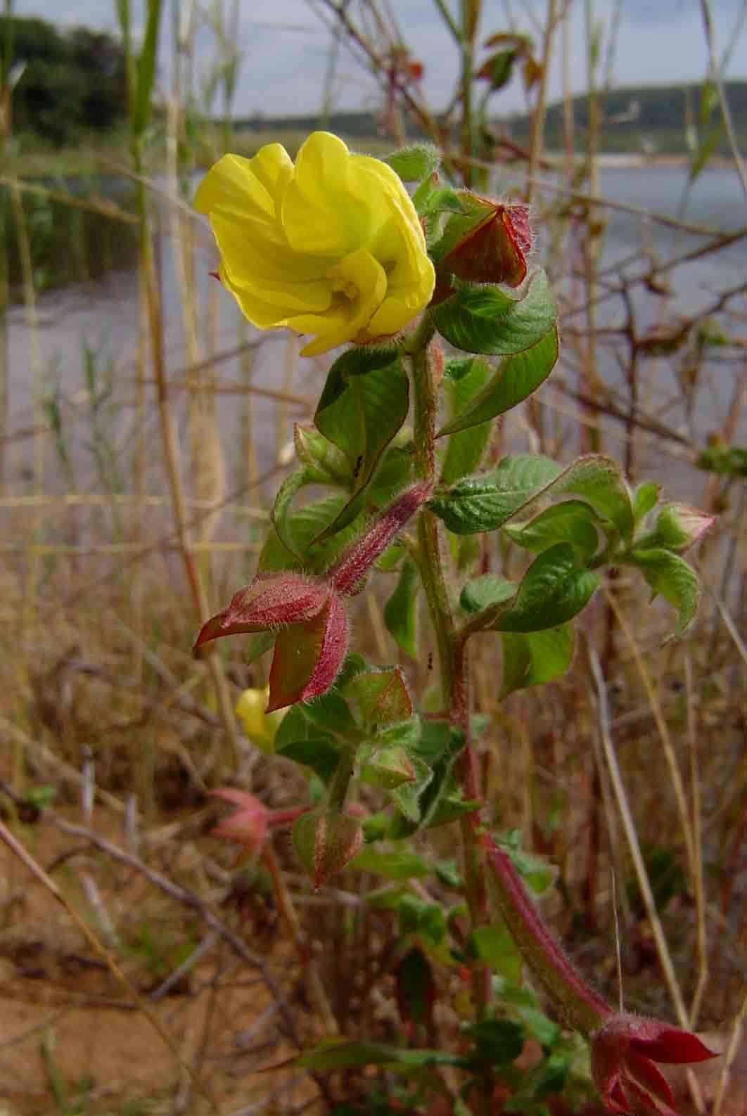 Image of primrose-willow