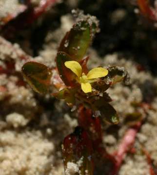 Image de Ludwigia senegalensis (DC.) J. Troch.