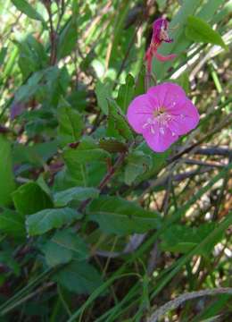 Imagem de Oenothera