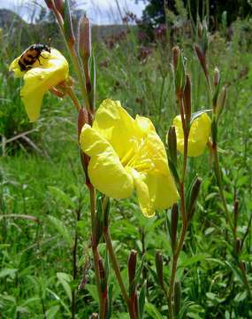 Image of evening primrose