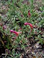 Imagem de Oenothera tetraptera Cav.