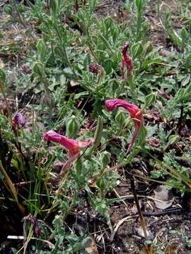 Imagem de Oenothera tetraptera Cav.