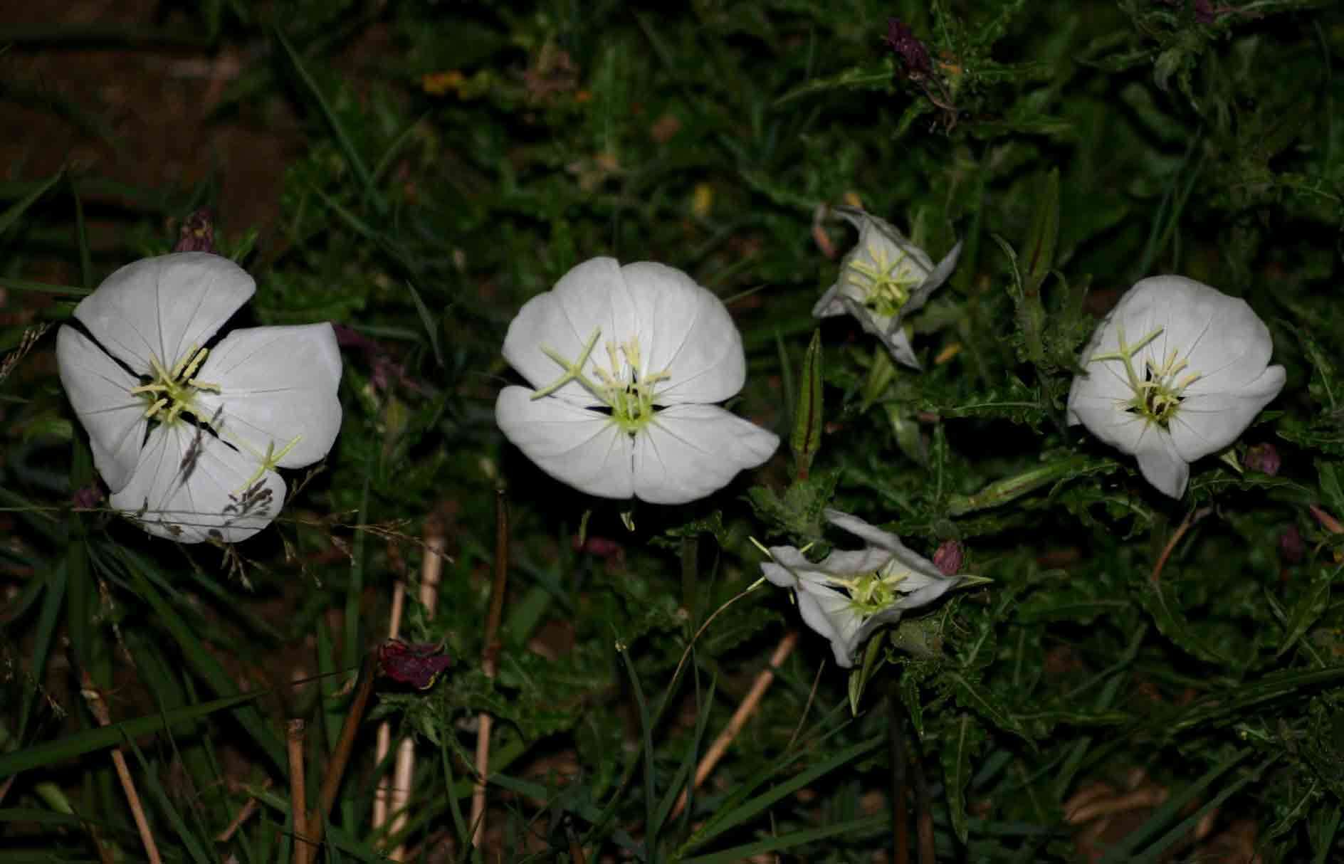 Imagem de Oenothera tetraptera Cav.