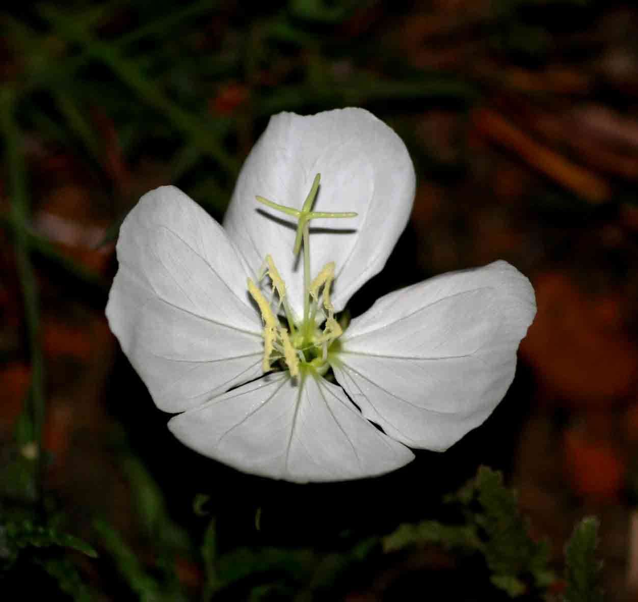 Imagem de Oenothera tetraptera Cav.