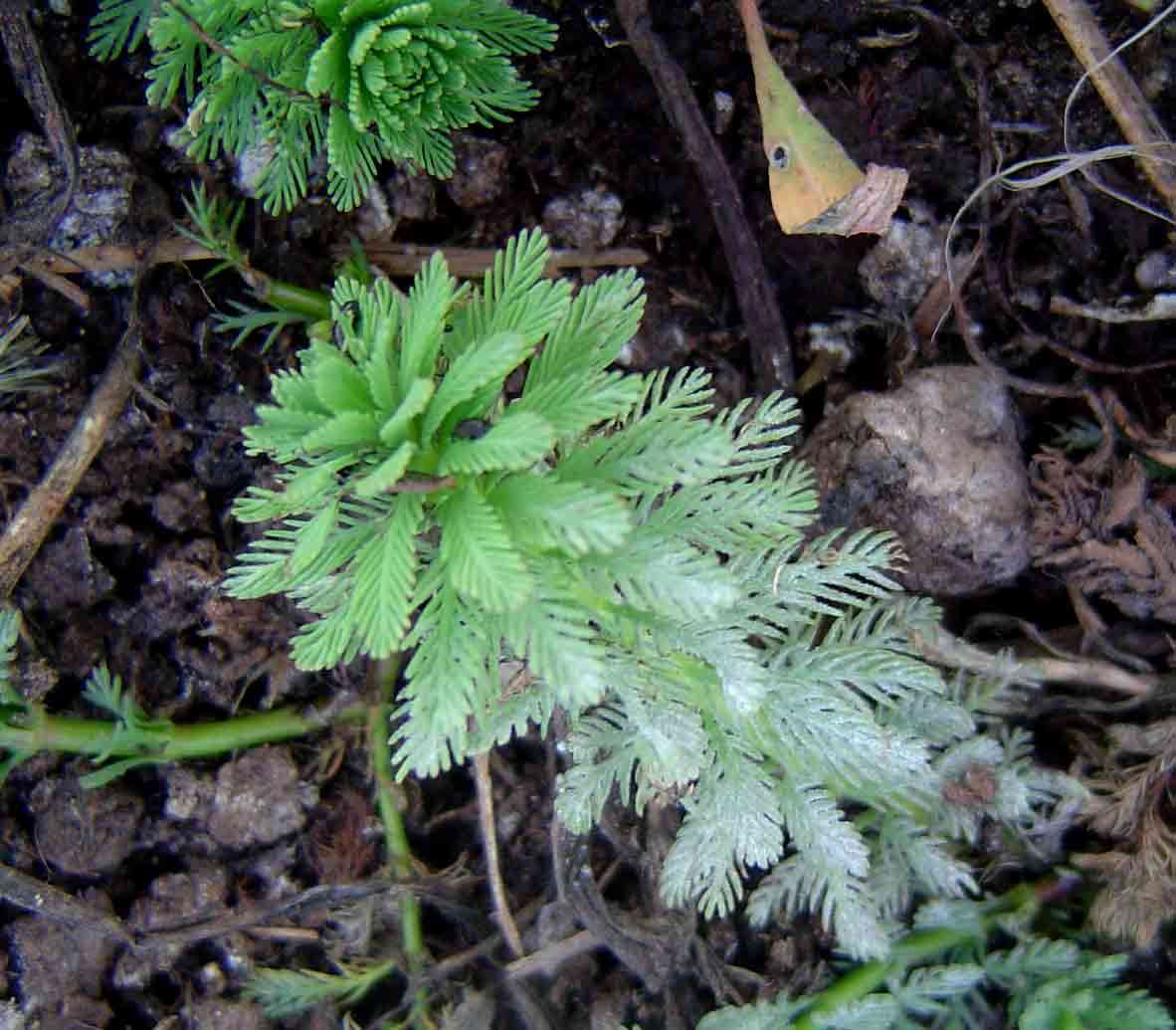 Myriophyllum (rights holder: Mark Hyde, Bart Wursten and Petra Ballings)