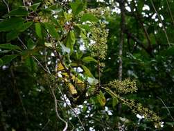 Image of schefflera