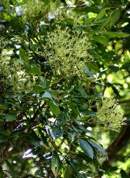 Image de Schefflera