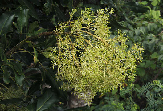 Image of schefflera