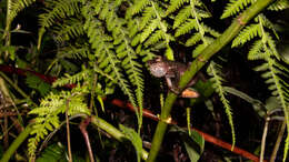 Image of Gloomy Mountain Stream Frog