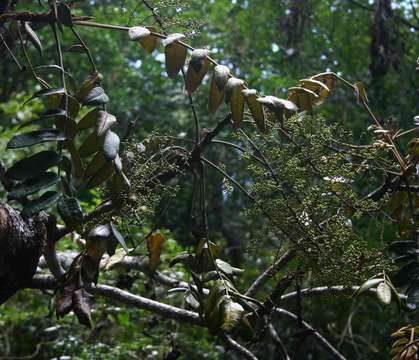 Image of aralia