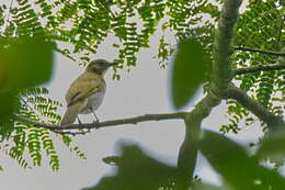 Image of Falkenstein's Greenbul