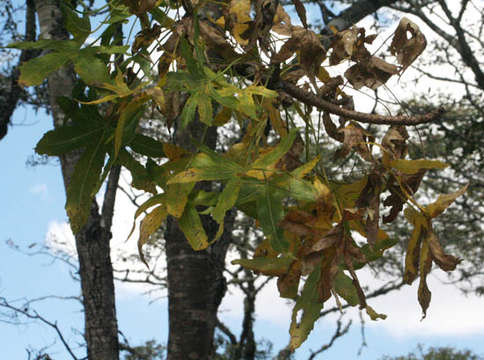 Image of Rock cabbage tree