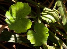 Image of Hydrocotyle mannii Hook. fil.