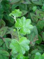 Image of Hydrocotyle mannii Hook. fil.