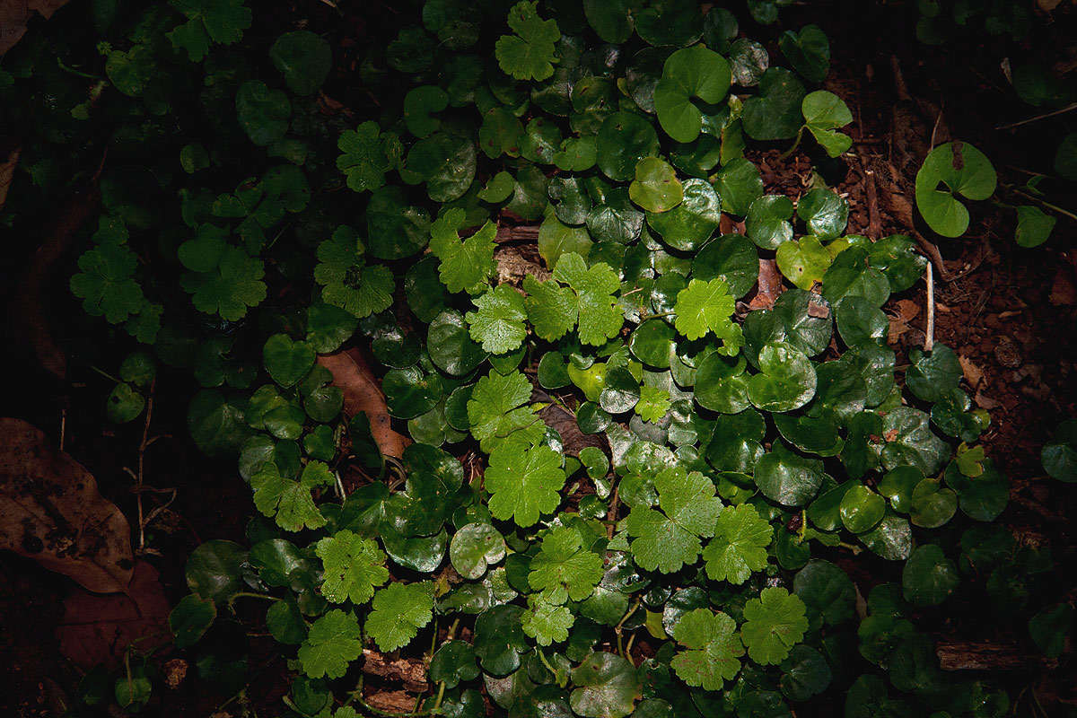 Слика од Hydrocotyle mannii Hook. fil.