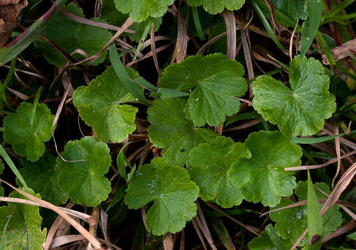 Imagem de Hydrocotyle mannii Hook. fil.