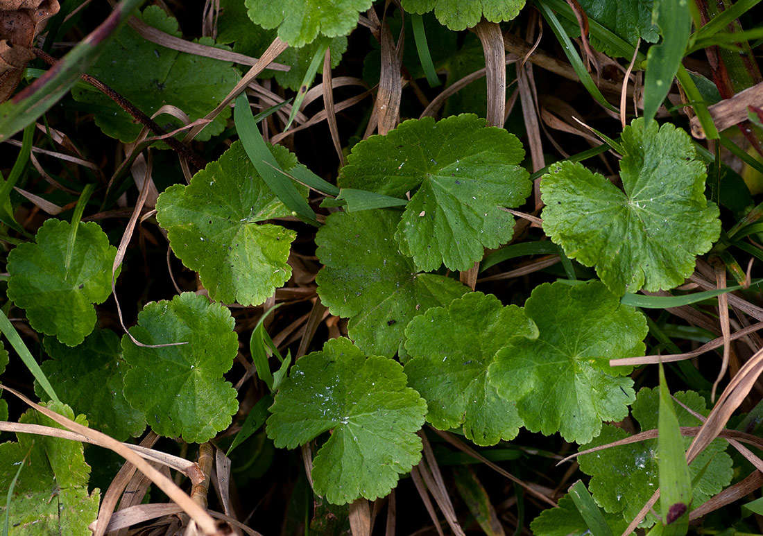 Image of Hydrocotyle mannii Hook. fil.