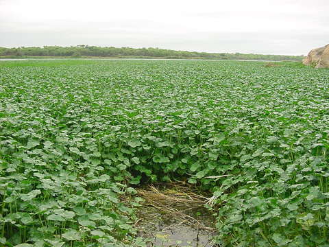 Image of Indian Pennywort