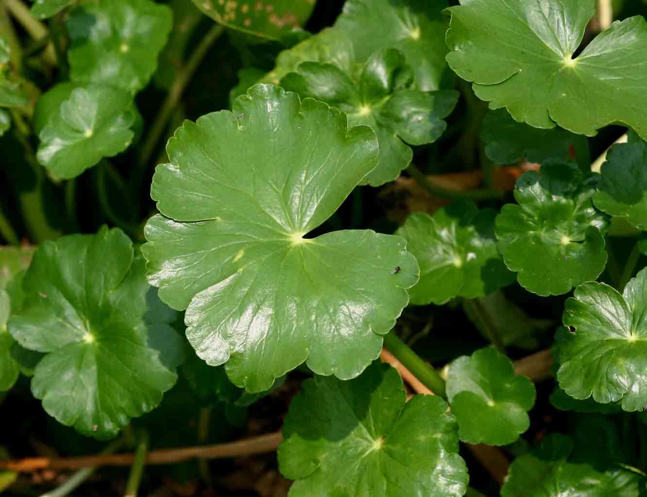 Image of Indian Pennywort