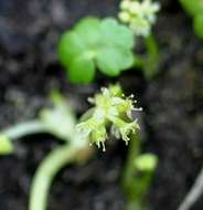 Image of Indian Pennywort