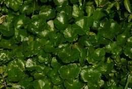 Image of Indian Pennywort