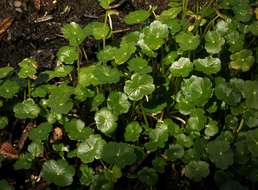 Image of Indian Pennywort