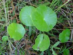 Image of Indian Pennywort